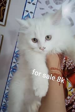 Persian cat/male kitten/  triple coated/doll  face cat, kitten