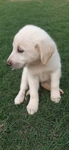 golden ritiver puppy