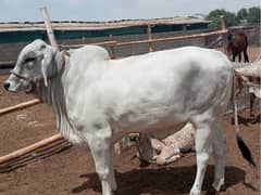 Qurbani Bulls | Cow | bull | Bachra | Desi cow | qurbani 2024