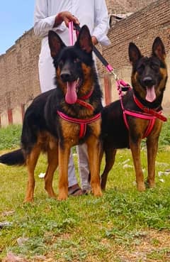 German shepherd double coat full security guard pair available for sal