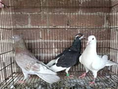 3 fancy Pigeon For Sale 0320-4592532