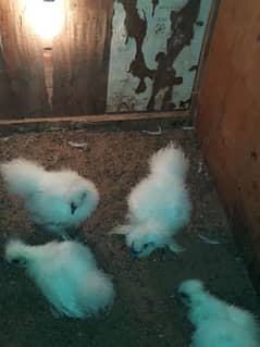 silkie chicks 5 month black skin each chicks rate is 2000