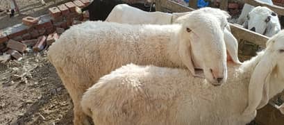 Sheep Kajla and  Goat are available