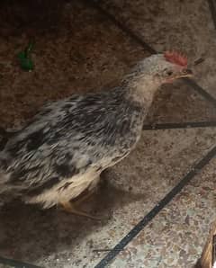 3 Chicks for sale 2.5 months age aseel 1.5 months