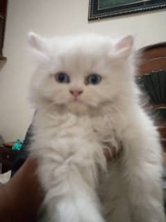 persian kitten   white male