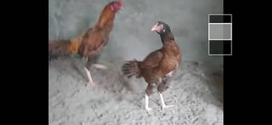 Aseel chicks sale only 1 month +