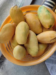 sindhri mangoes juicy