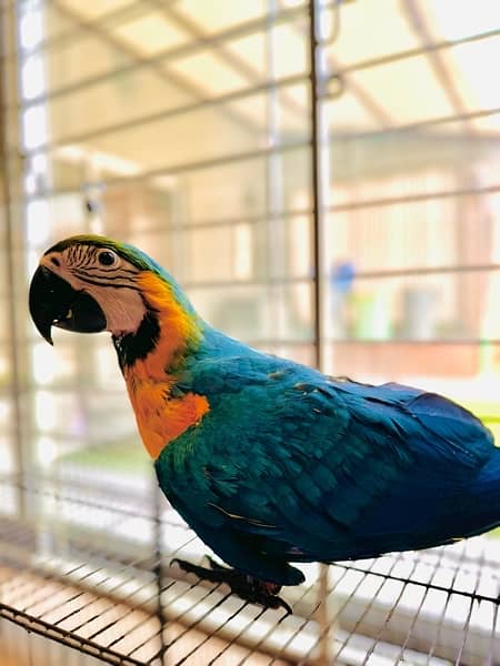 Blue & gold macaw 6 month fully vaccinated 1