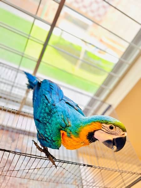 Blue & gold macaw 6 month fully vaccinated 0