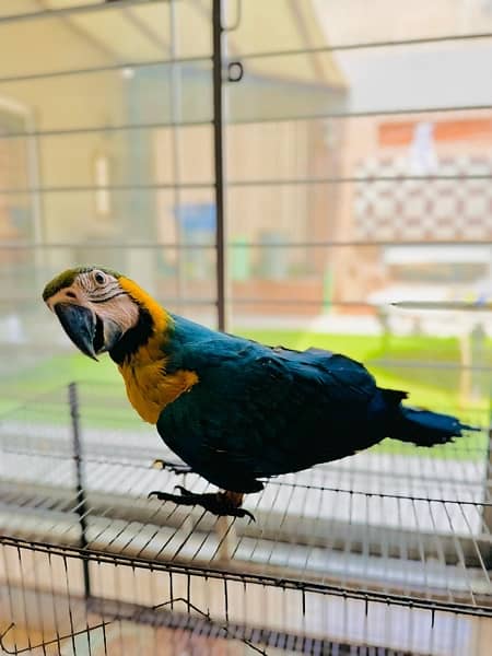 Blue & gold macaw 6 month fully vaccinated 3