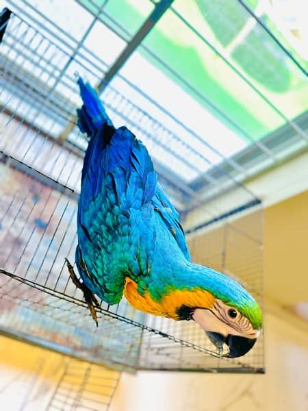 Blue & gold macaw 6 month fully vaccinated 2