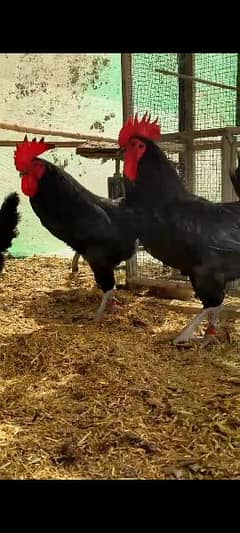 Australorp rooster for sale