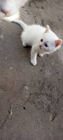 white kitten Persian