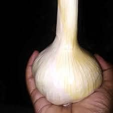 NARC G1 Garlic - 330/KG - In Gujrat, Punjab