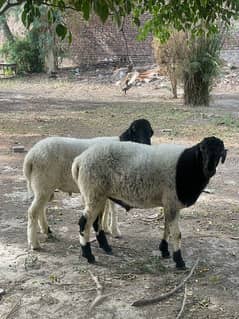 Qurbani sheep for sale