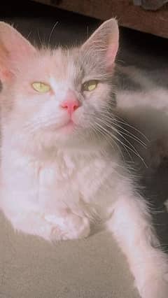 beautiful face persion cat frndly best color