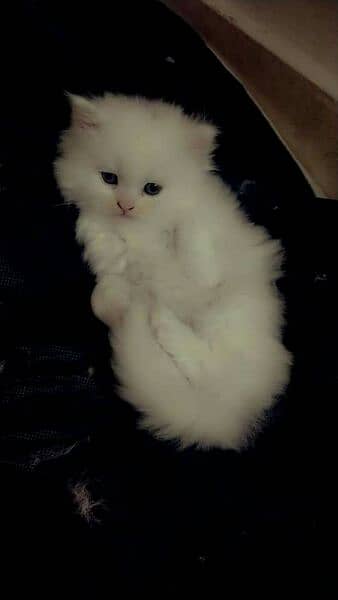 pure persian kitten 2