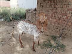 Makhi Cheeni Goat for Sale with two Kids