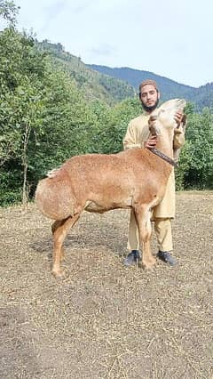 Turkey Sheep for Qurbani 2024