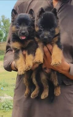 paver German Shepherd double coat male female 2 month for sale