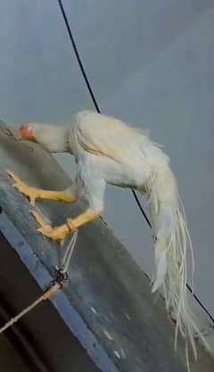 white parrot beak aseel eggs fertile eggs available han