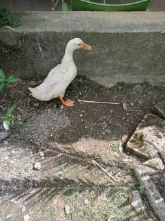 paper white male duck for sale