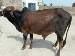 Qurbani Cow/Wacha. Gayein for Qurbani. Qurbani Animal