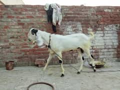 desi donda bakra