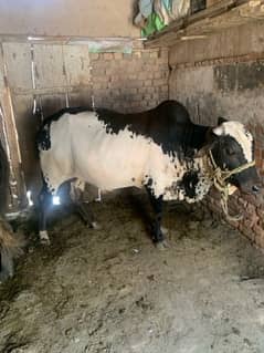 Qurbani bull