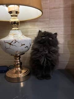 jet black color cute persian kitten (cash on delivery)