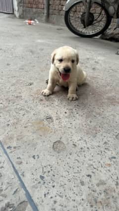 Labrador pedigree pup