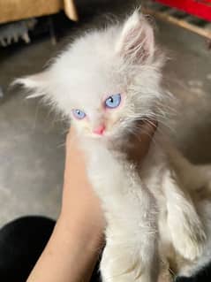 cute cat persian baby
