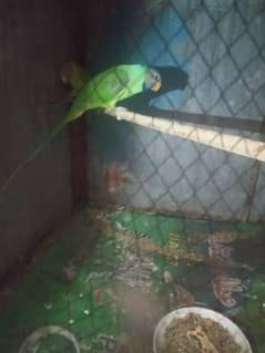 parrots green