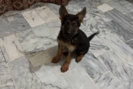 German shepherd  Female Pedigree