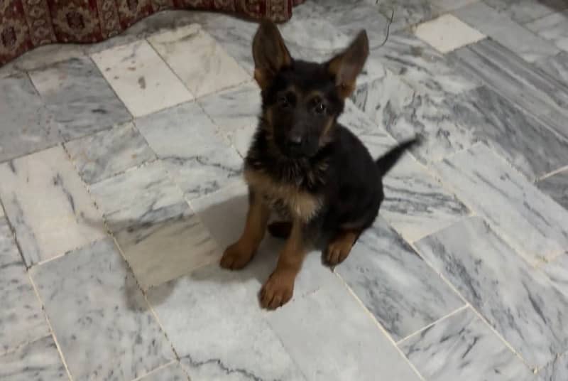 German shepherd  Female Pedigree 0