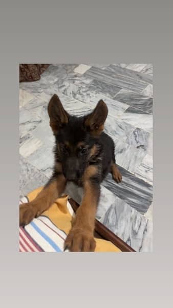 German shepherd  Female Pedigree 1