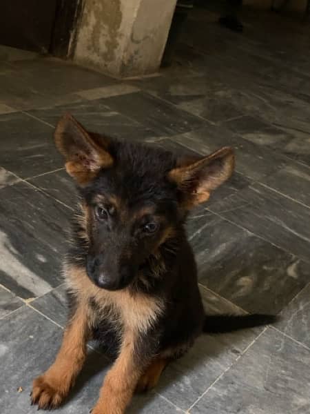 German shepherd  Female Pedigree 2