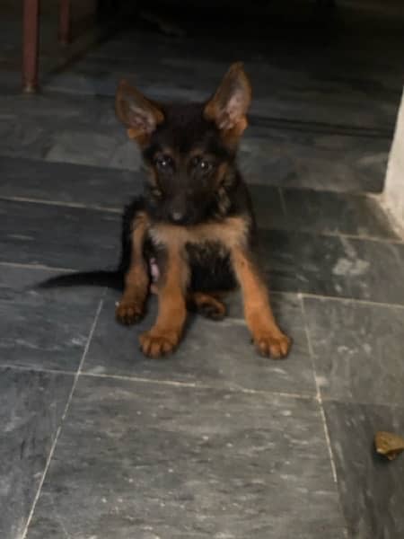 German shepherd  Female Pedigree 3