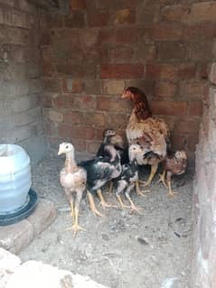 aseel chicks for sale