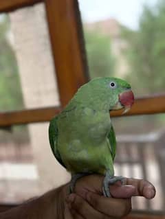 GREEN PARROT PAHARI with cage