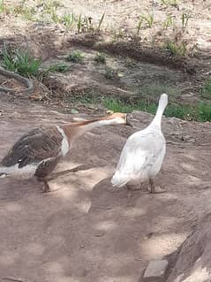 Long Neck Duck Pair