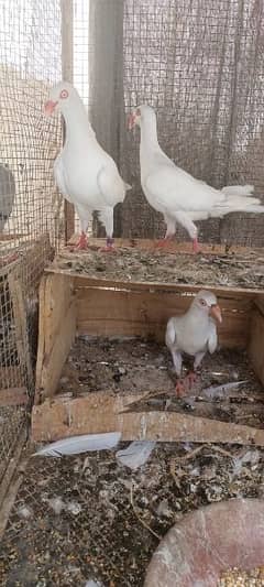 1 danish pair and other breeding pair for sale contact 0334.3478318