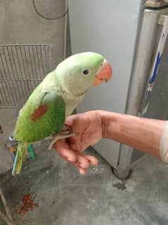 3 month age health active friendly parrot