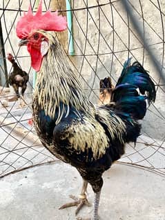 Aseel Jawa color One Male With 3 egg laying Females Set For Sale.