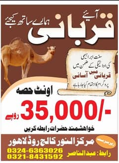 camel hisa qurbani
