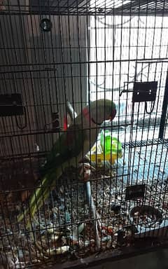 Confirm Breeder Raw Parrots Pair with Cage, Box and Eggs