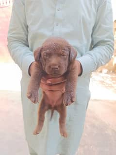 High quality heavy bone structure Labrador puppies for sale
