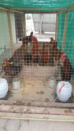 Hens For Sale 2000rs each