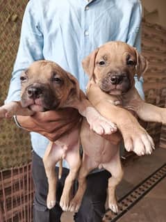 American pitbull puppies Dog For Sale on full discount 0