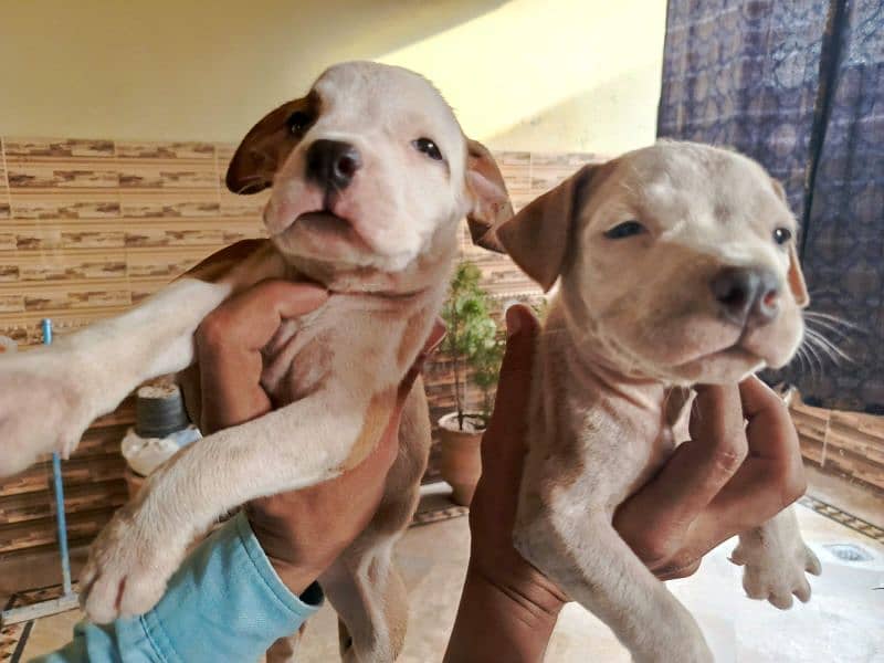 American pitbull puppies Dog For Sale on full discount 1